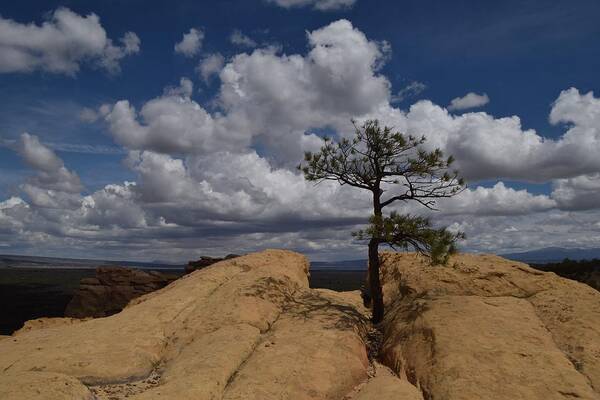 El Malpais Poster featuring the photograph Lonesome by Jim Bennight