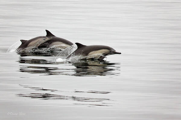 Long Poster featuring the photograph Long Beaked Common Dolphin with Calf by Deana Glenz