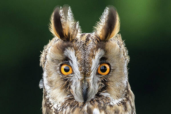 Long Eared Owl Poster featuring the photograph Long Eared Owl 1 by Nigel R Bell