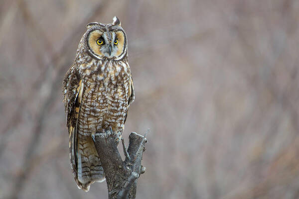 Long Eared Owl Poster featuring the photograph Long Eared Owl by Gary Kochel
