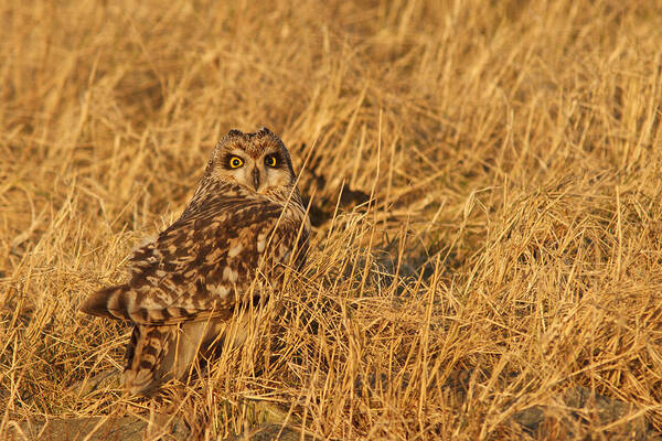 Long-eared Owl Poster featuring the photograph Long Eared Owl in Golden Light by Roeselien Raimond