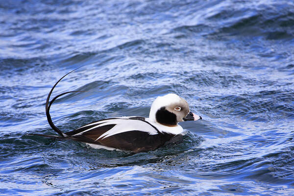 Nature Poster featuring the photograph Long-tailed Duck 2 by Gary Hall
