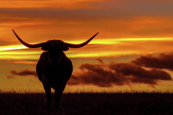 Colorado Poster featuring the photograph Longhorn at Sunset by Dawn Key