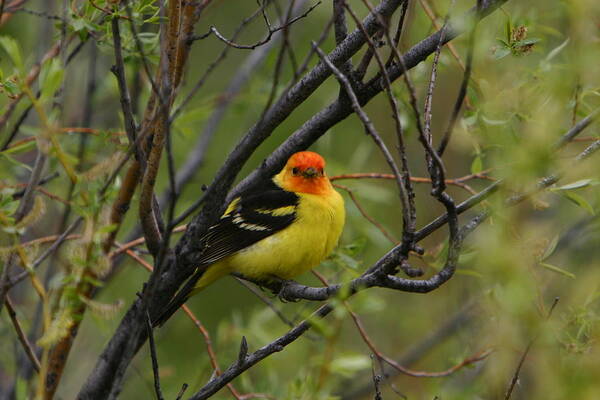 Bird Feathers Western Tanager Wildlife Orange Yellow Black Poster featuring the photograph Looking at You - Western Tanager by Shari Jardina