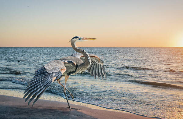 Great Blue Heron Poster featuring the photograph Looking For Supper by Brian Tarr