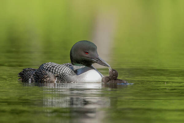 Loons Poster featuring the photograph Loon Kisses by Duane Cross