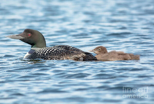 Cheryl Baxter Photography Poster featuring the photograph Loon Parent and Chick by Cheryl Baxter
