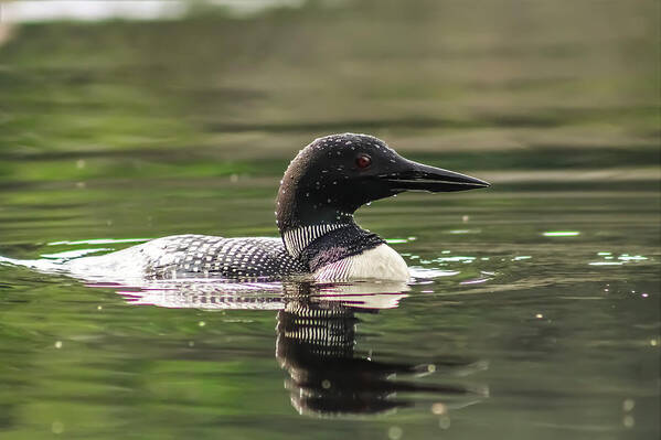 Loon Profile Poster featuring the photograph Loon Profile by Karl Anderson