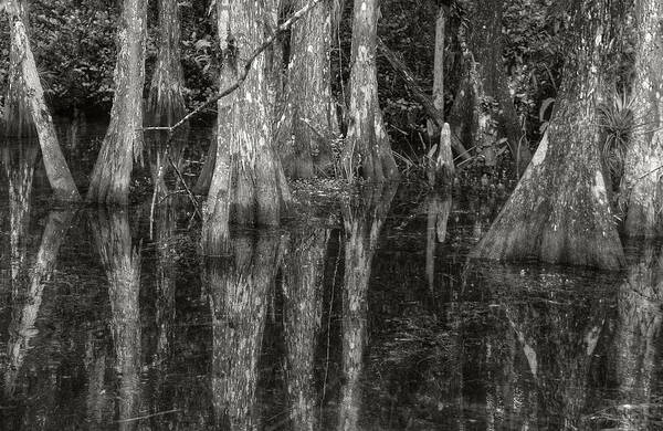  Poster featuring the photograph Loop Road Swamp #5 by Michael Kirk