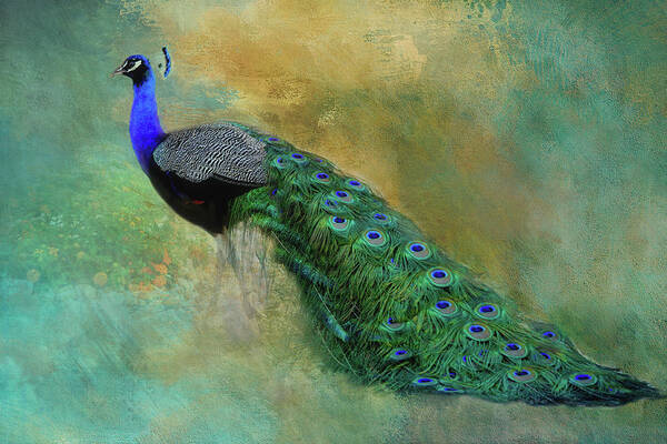 Peacock Poster featuring the photograph Lord Peacock by HH Photography of Florida