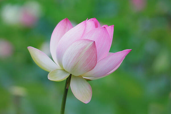 Lotus Flower Poster featuring the photograph Lotus Bloom by Ram Vasudev