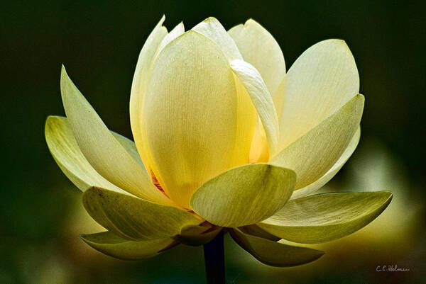 Flower Poster featuring the photograph Lotus Blossom by Christopher Holmes