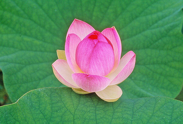 Lotus Poster featuring the photograph Lotus Bud by Elvira Butler