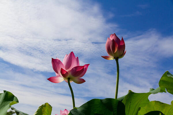  Lotus Poster featuring the photograph Lotus flower and Lotus flower plants by Hang Tran Thi Thu