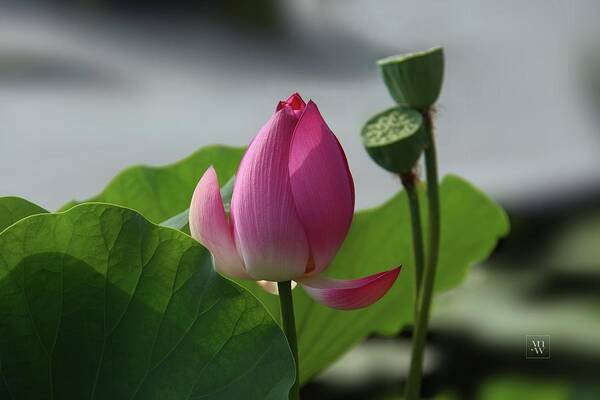 Lotus Flowers Poster featuring the photograph Lotus Flower in Pure Magenta by Yvonne Wright