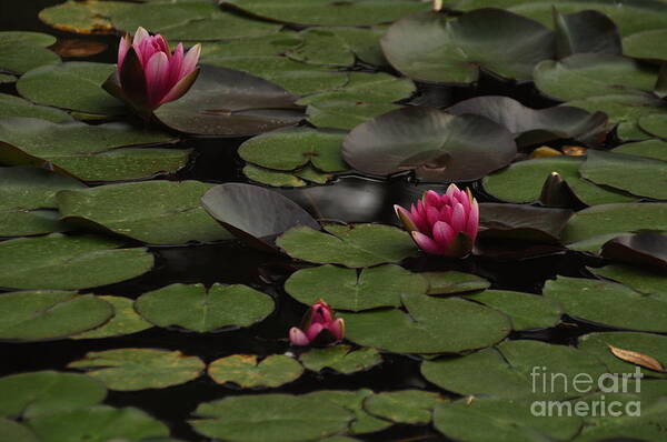 Lotus Poster featuring the photograph Lotus II by Stevyn Llewellyn