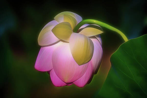 Flora Poster featuring the photograph Lotus, Upside Down by Cindy Lark Hartman