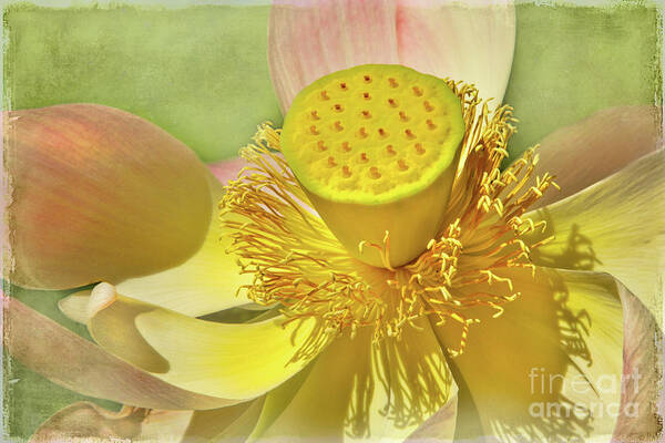 Cactus Poster featuring the photograph Lotusland Lotus by Marilyn Cornwell