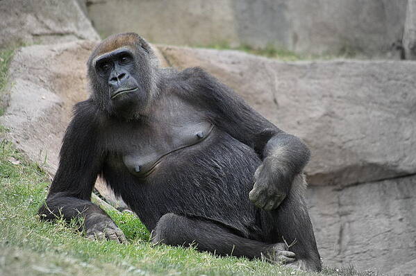 Gorilla Poster featuring the photograph Lounging Mother by Matt Helm