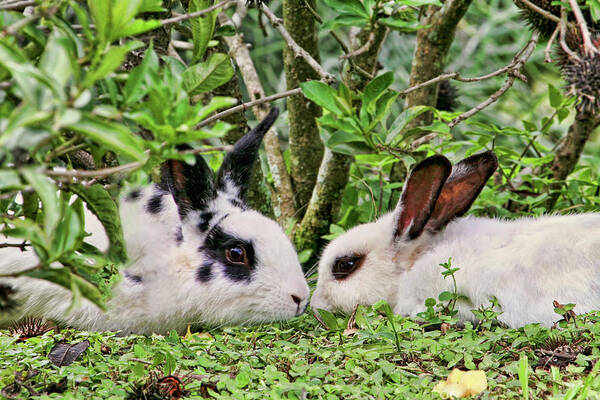 Rabbits Poster featuring the photograph Love Bunnies in Costa Rica by Peggy Collins