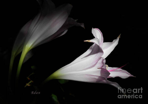 Lilies Poster featuring the photograph Lovely Lilies Dreams to Light Macro by Felipe Adan Lerma