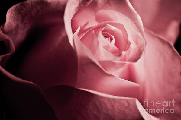 White Rose Poster featuring the photograph Lovely pink rose by Micah May
