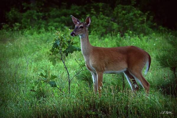 Deer Poster featuring the photograph Loving Spring by Bill Stephens