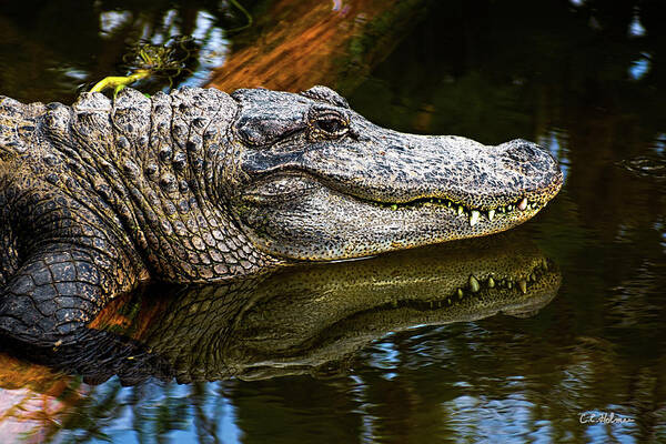 Alligator Poster featuring the photograph Lump On A Log by Christopher Holmes