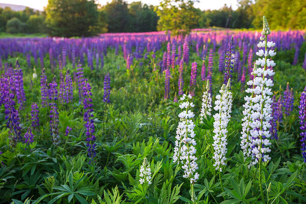 Lupine Poster featuring the photograph Lupine in a Sea of Purple by White Mountain Images