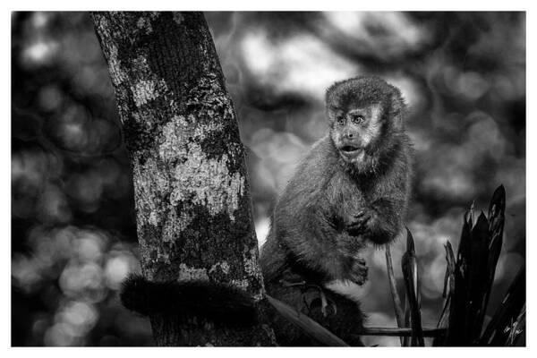 Pôster Macaco-macaco-prego