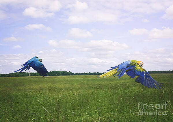  Poster featuring the photograph Macaws Flying Together by Melissa Messick