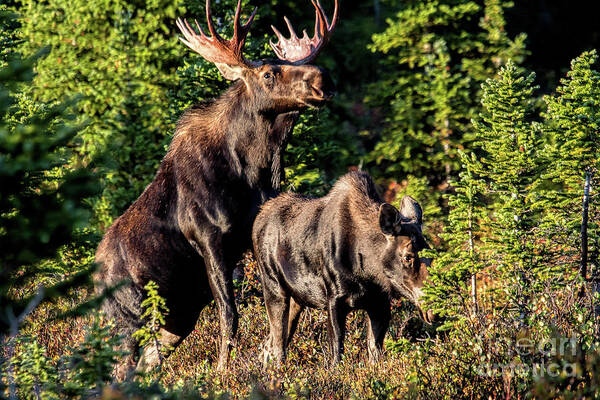 Moose. Moose Mating Poster featuring the photograph Macho Moose by Jim Garrison