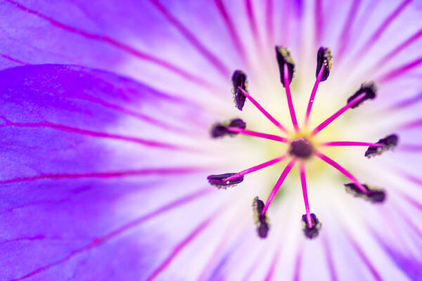 Background Poster featuring the photograph Macro closeup of a Purple flower Stamen by John Williams