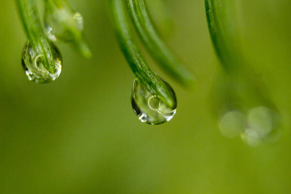 Macro Poster featuring the photograph Macro Droplets by Tammy Chesney