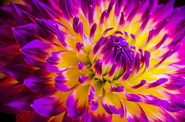 Flora Flower Macro Closeup Bruce Pritchett Photography Studio Poster featuring the photograph Macro Flora by Bruce Pritchett