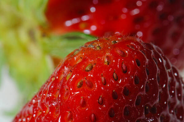 Strawberry Poster featuring the photograph Macro Strawberry by Matt McDonald