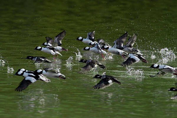 Bufflehead Poster featuring the photograph Mad scramble by Dan Friend