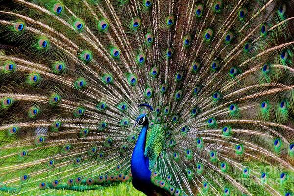 Peacock Poster featuring the photograph Magestic by Julie Adair