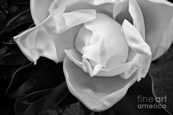 Magnolia Poster featuring the photograph Magnolia bloom by Patti Schulze