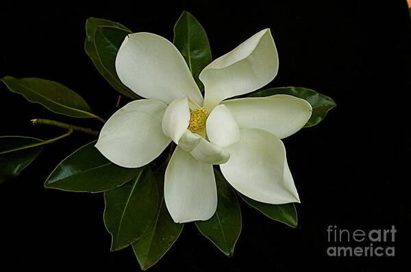 White Flower Poster featuring the photograph Magnolia Flower by Nicola Fiscarelli