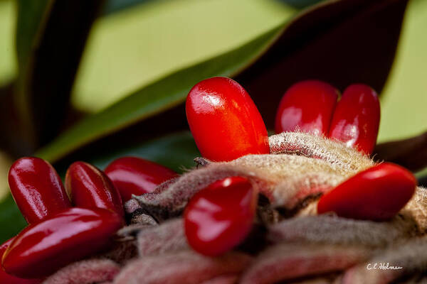 Seed Poster featuring the photograph Magnolia Seeds by Christopher Holmes