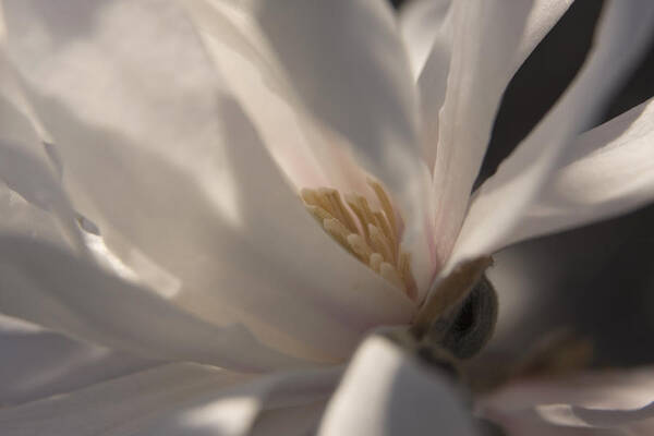 Star Magnolia Poster featuring the photograph Magnolia Stellata III by Margaret Denny