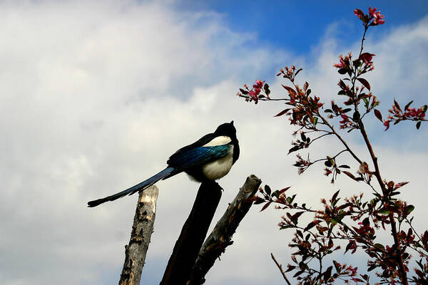 Magpie Poster featuring the photograph Magpie by Anthony Jones