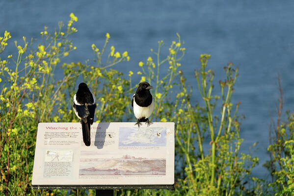 Britain Poster featuring the photograph Magpies Keeping Watch - Pendennis Point by Rod Johnson