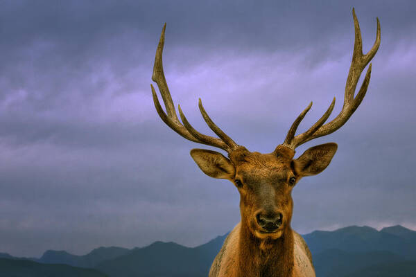 Elk Poster featuring the photograph Majestic Elk by Mitch Spence