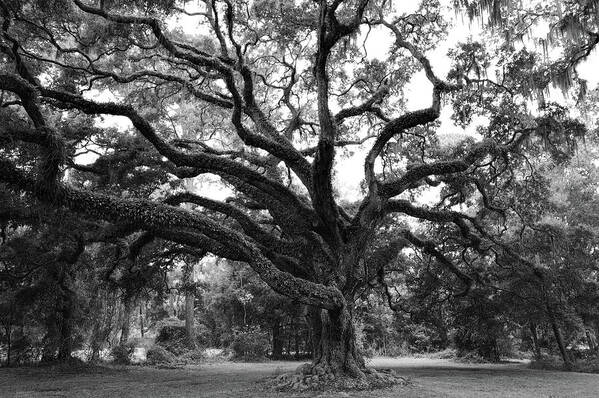 Trees Poster featuring the photograph Majestic Oak by Richard Rizzo