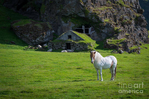 Icelandic Horse Poster featuring the photograph Majestic White Horse In Iceland by Michael Ver Sprill