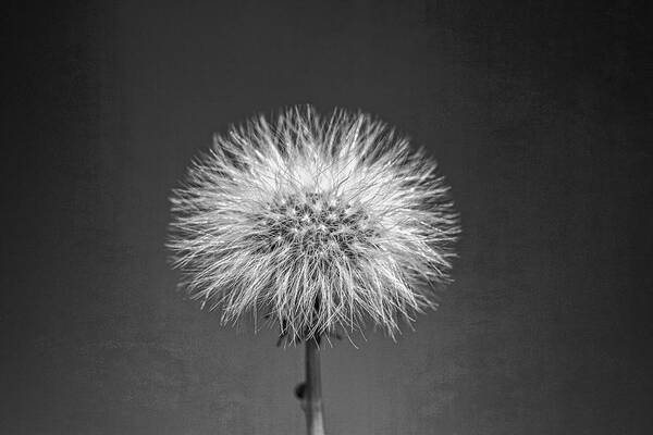 Dandelion Poster featuring the photograph Make a Wish on a Dandelion by Catherine Reading