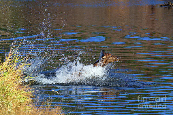 Elk In Lake Poster featuring the photograph Making a Splash by Jim Garrison