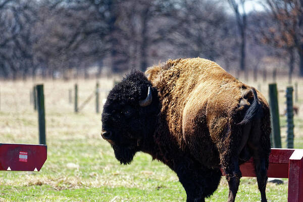 Bison Poster featuring the photograph Male Bison by Peter Ponzio